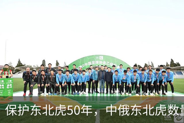 保护东北虎50年，中俄东北虎数量差距断崖，俄罗斯700只，中国呢