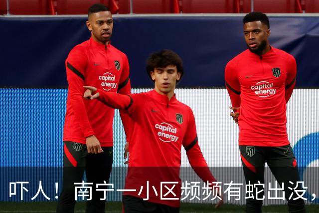 吓人！南宁一小区频频有蛇出没，业主：带孩子在楼下玩耍都提心吊胆！